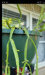 Schlumbergera buckleyi