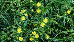 Potentilla bimundorum