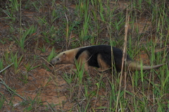 Tamandua tetradactyla