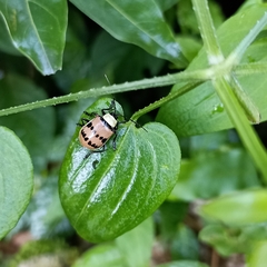 Meristata spilota