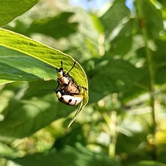 Meristata spilota