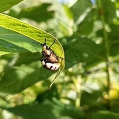 Meristata spilota