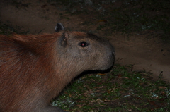 Hydrochoerus hydrochaeris