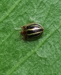 Agroiconota propinqua