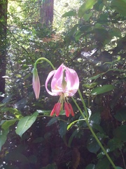 Lilium kelloggii