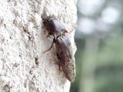 Hemicrepidius nemnonius