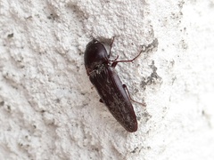 Hemicrepidius nemnonius
