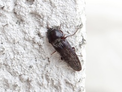 Hemicrepidius nemnonius