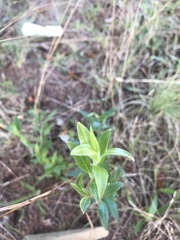 Billardiera heterophylla