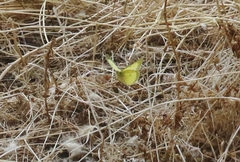 Colias philodice eriphyle