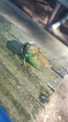 Neotibicen tibicen tibicen