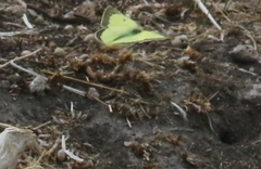 Colias philodice eriphyle
