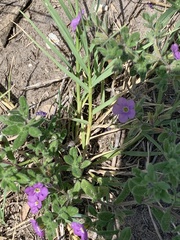 Calibrachoa parviflora