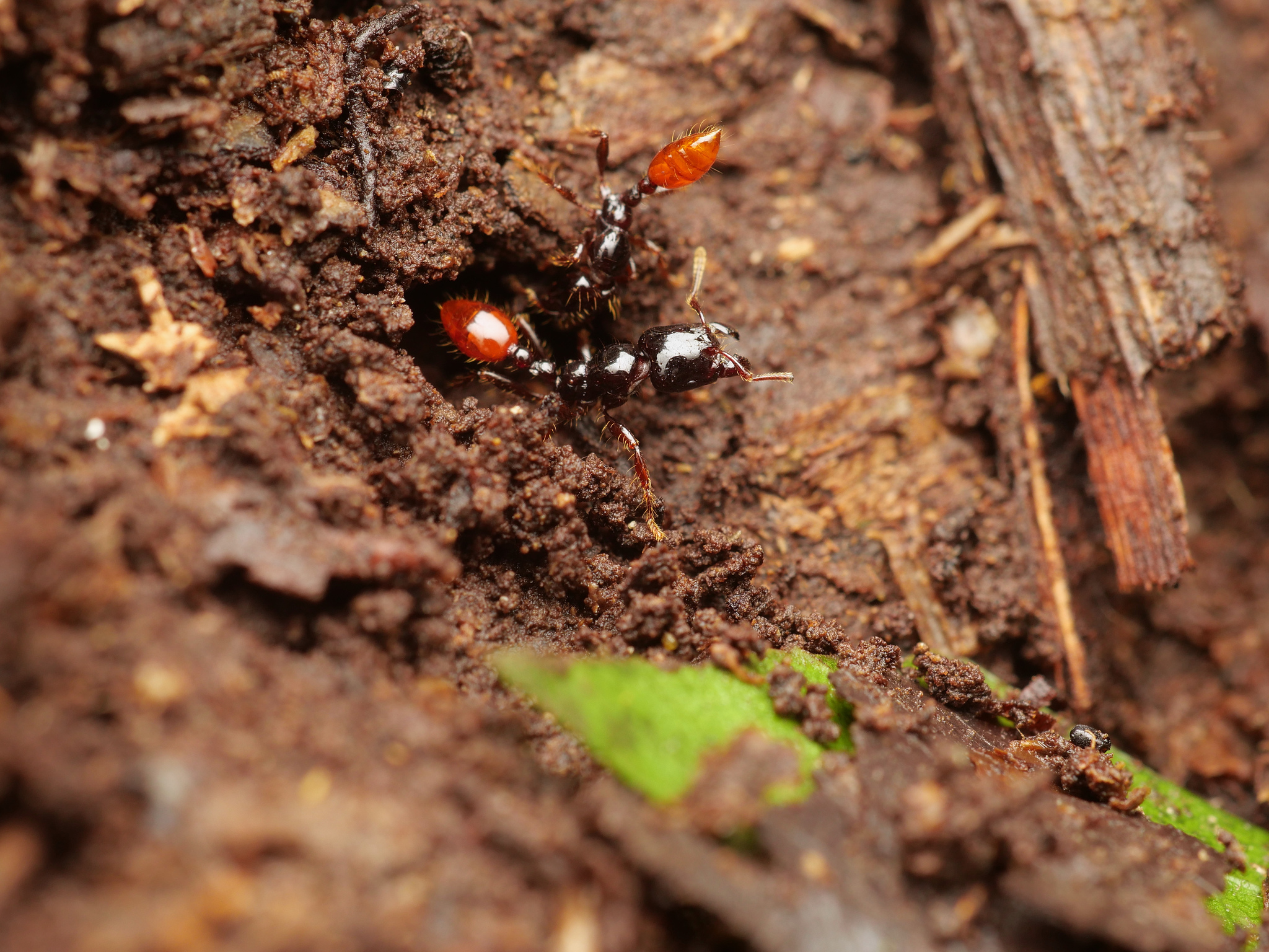Vollenhovia rufiventris