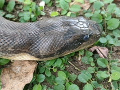 Homalopsis mereljcoxi