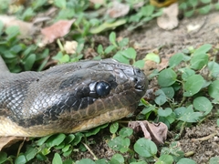 Homalopsis mereljcoxi