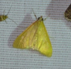 Loxomorpha flavidissimalis