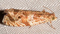 Olethreutes olivaceana