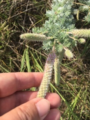 Dalea villosa