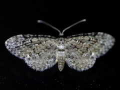 Eupithecia annulata