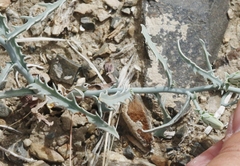 Stephanomeria parryi