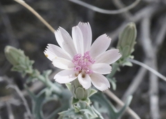 Stephanomeria parryi