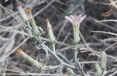 Stephanomeria parryi