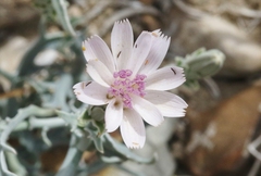 Stephanomeria parryi