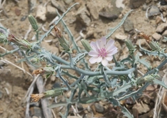 Stephanomeria parryi