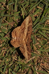 Lepidoptera