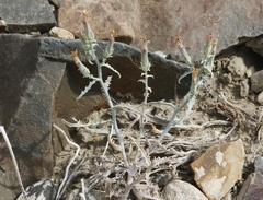 Stephanomeria parryi