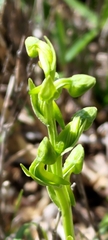 Platanthera mandarinorum pachyglossa