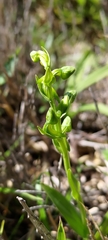 Platanthera mandarinorum pachyglossa