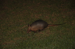 Dasypus novemcinctus