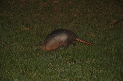 Dasypus novemcinctus