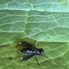 Melanophora