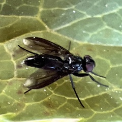Melanophora