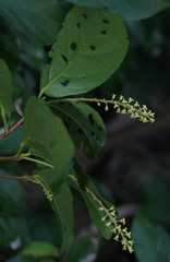 Mallotus polyadenos