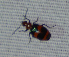 Lebia bitaeniata