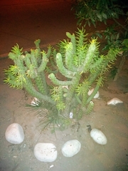 Austrocylindropuntia