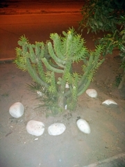 Austrocylindropuntia