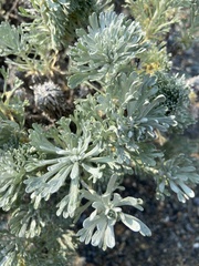 Artemisia alaskana