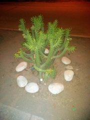 Austrocylindropuntia