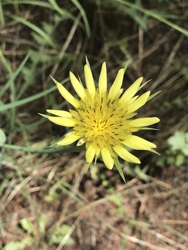 Goatsbeard
