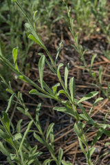 Erigeron breweri