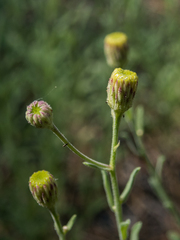 Erigeron breweri
