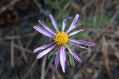 Erigeron breweri