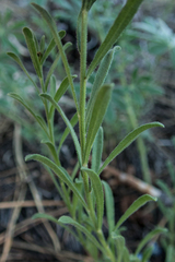 Erigeron breweri