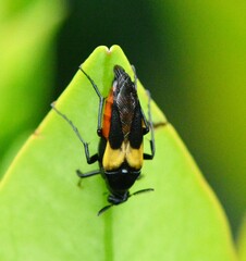 Macrosiagon flavipennis