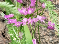 Allium brevistylum
